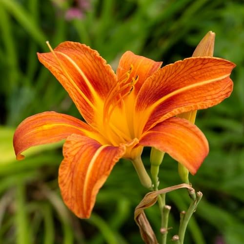Orange Hemerocallis Flower seeds for Planting Fragrant Blossoms, Heirloom & GMO Free Seeds for Home Garden seeds for planting