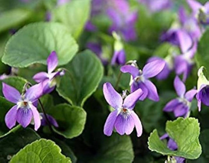 Violet English Flower seeds for Planting Cottage Garden Essential Heirloom & GMO Free Seeds for Home Garden