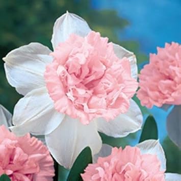 Baby Pink White Daffodils Flower seeds for Planting Fragrant Blossoms, Heirloom & GMO Free Seeds for Home Garden seeds for planting