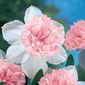 Baby Pink White Daffodils Flower seeds for Planting Fragrant Blossoms, Heirloom & GMO Free Seeds for Home Garden seeds for planting