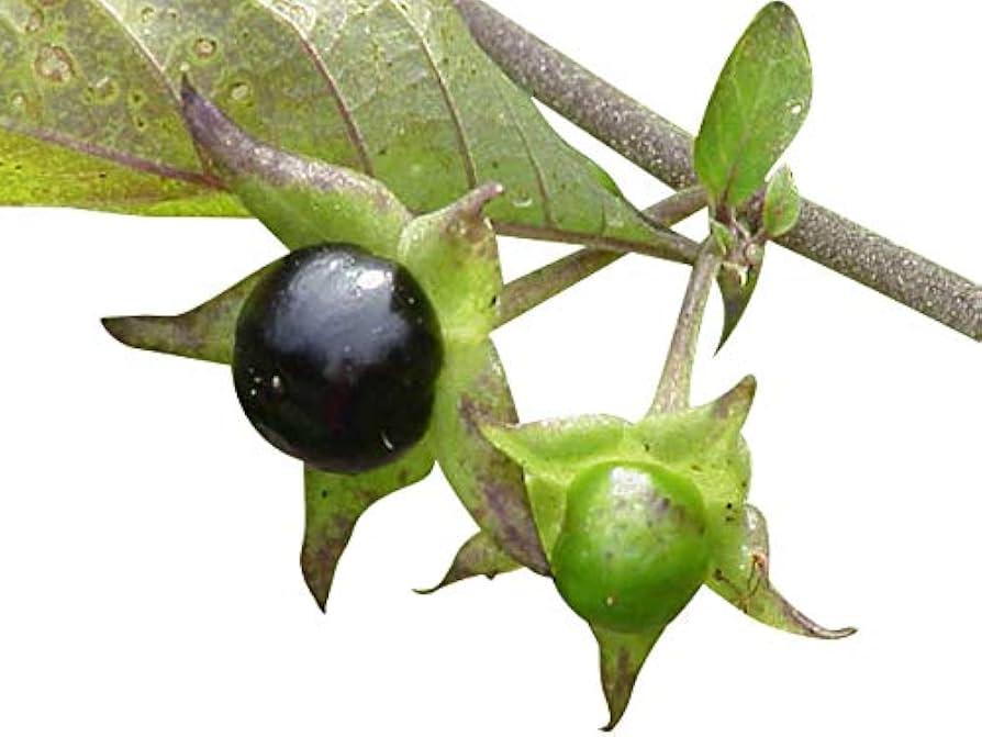 Black Belladonna Flower seeds for Planting Wildflower Mix, Heirloom & GMO Free Seeds for Home Garden seeds for home gardening
