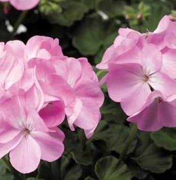 High quality Light Pink Univalve Geranium Flower seeds for Planting Vibrant Colors, Heirloom & GMO Free Seeds for Home Garden seeds pack