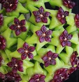 High quality Green Maroon Hoya Flower seeds for Planting Vibrant Colors, Heirloom & GMO Free Seeds for Home Garden seeds pack