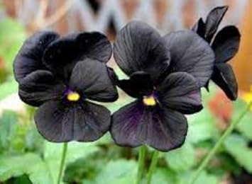 Premium Black Pansy Flower seeds for Planting Cut Flower Favorite, Heirloom & GMO Free Seeds for Home Garden seeds