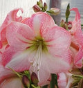 White Pink Hippeastrum Rutilum Flower seeds for Planting Perfect for Borders, Heirloom & GMO Free Seeds for Home Garden seeds for planting