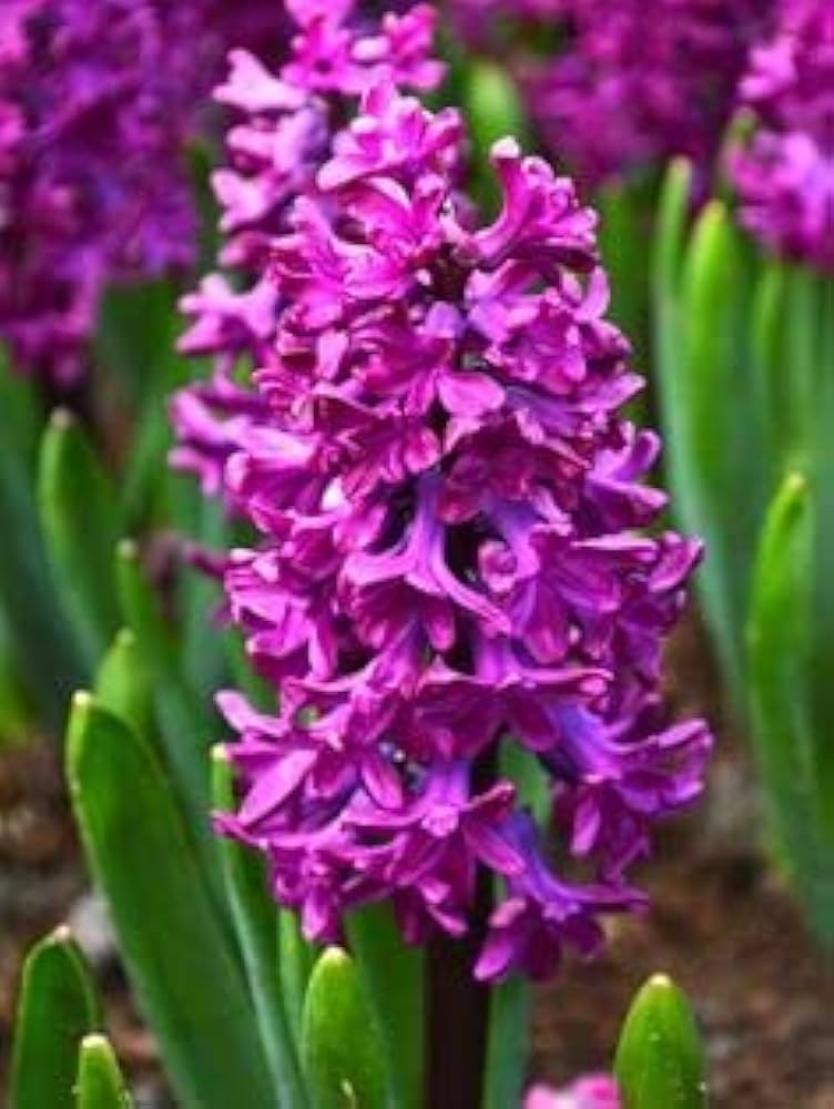 High quality Burgundy Hyacinth Flower seeds for Planting Cottage Garden Essential, Heirloom & GMO Free Seeds for Home Garden seeds pack