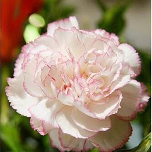 Baby Pink Carnation Flower seeds for Planting Premium Quality, Heirloom & GMO Free Seeds for Home Garden seeds for planting
