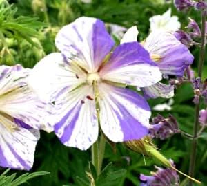 Violet & White Geraniums Flower seeds for Planting Bright Blooms, Heirloom & GMO Free Seeds for Home Garden seeds for planting