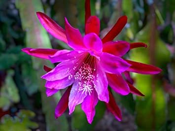 Pink Epiphyllum Oxypetalum Flower seeds for Planting Hardy Variety, Heirloom & GMO Free Seeds for Home Garden seeds for planting
