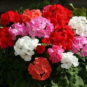 Premium Mixed Geraniums Flower seeds for Planting Vibrant Colors, Heirloom & GMO Free Seeds for Home Garden Sale seeds