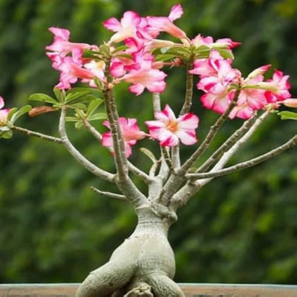 Heirloom Caudex Flower seeds for Planting Perfect for Borders Heirloom & GMO Free Seeds for Home Garden