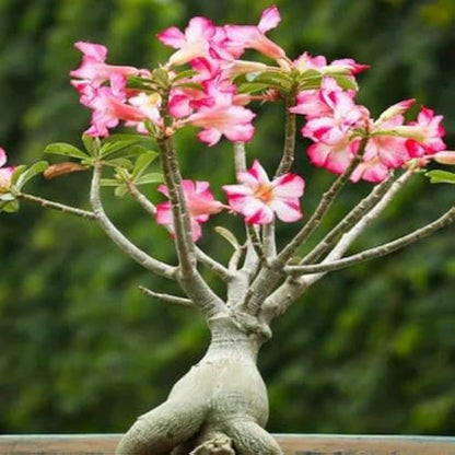 Heirloom Caudex Flower seeds for Planting Perfect for Borders Heirloom & GMO Free Seeds for Home Garden