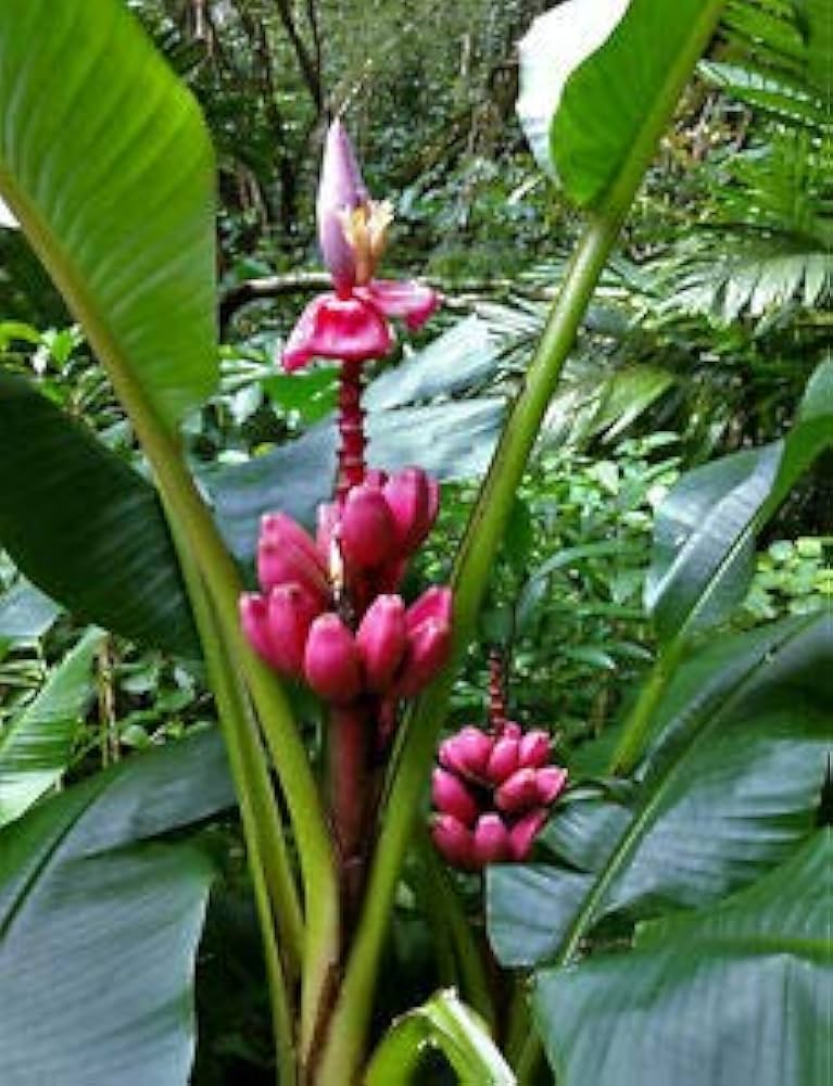 Pink Banana Fruit Seeds For Planting