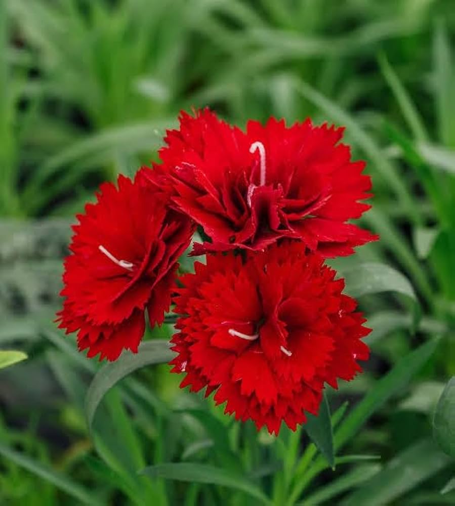 Dianthus Caryophyllus Flower Seeds for Planting - Vibrant Baren Red for Colorful Displays
