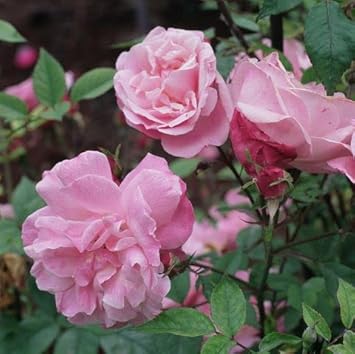 Baby Pink Climbing Rose Flower seeds for Planting Pollinator Friendly, Heirloom & GMO Free Seeds for Home Garden seeds for planting