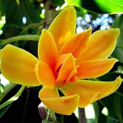 Champa Flower seeds for Planting - Fragrant Blossoms, Heirloom & GMO Free Seeds for Home Garden