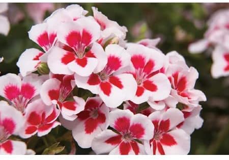 Premium Red & White Geranium Flower seeds for Planting Vibrant Colors, Heirloom & GMO Free Seeds for Home Garden seeds