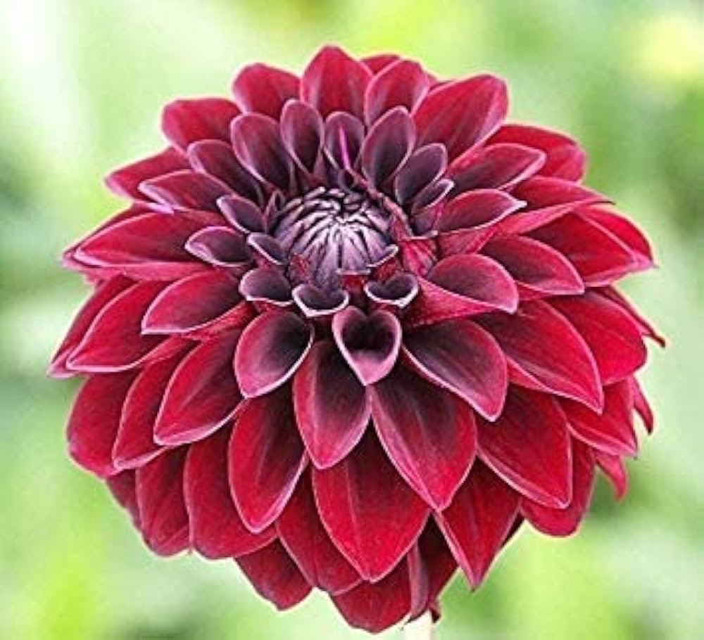 High quality Arabian Night Dahlia Flower seeds for Planting Wildflower Mix, Heirloom & GMO Free Seeds for Home Garden Sale seeds pack