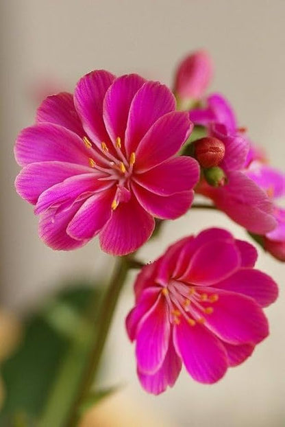 Lewisia Flower seeds for Planting - Colorful Display, Heirloom & GMO Free Seeds for Home Garden
