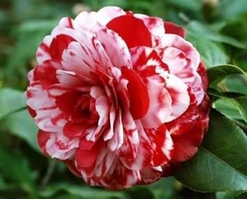 Camellia Red White Flower seeds for Planting Seasonal Bloomer, Heirloom & GMO Free Seeds for Home Garden seeds for planting