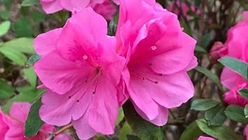 Premium Pink Azaleas Flower seeds for Planting Cottage Garden Essential, Heirloom & GMO Free Seeds for Home Garden seeds