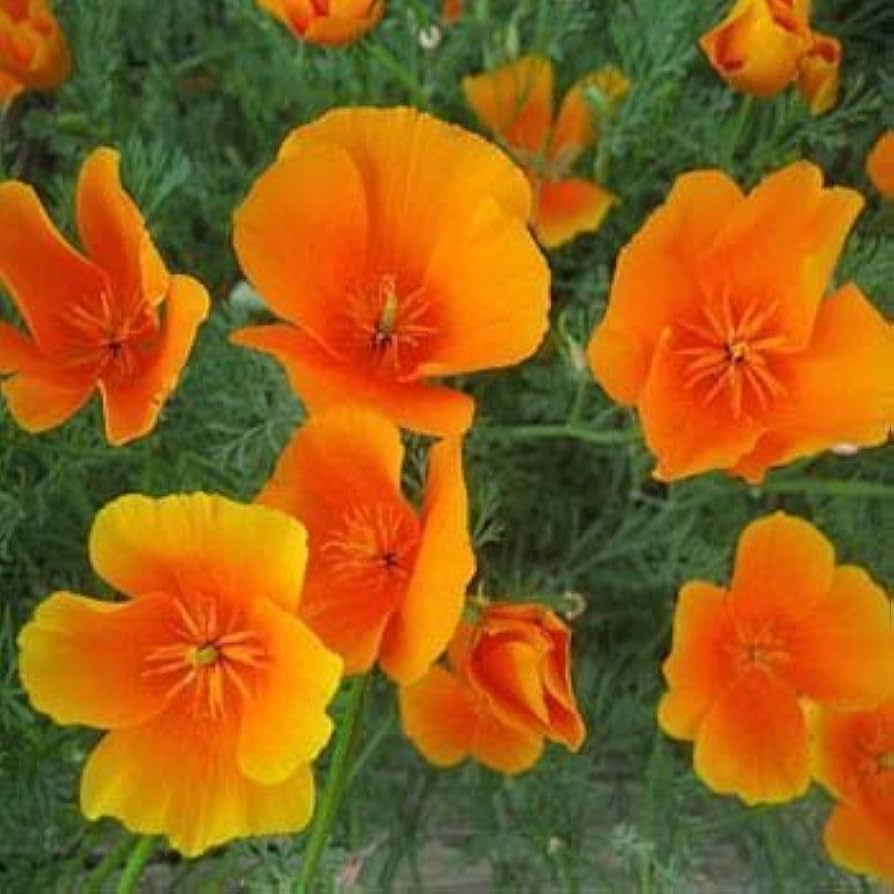 Yellow Eschscholtzia Flower seeds for Planting Low Maintenance Heirloom & GMO Free Seeds for Home Garden