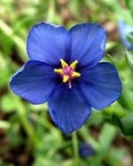 Blue Pimpernel Flower seeds for Planting Cut Flower Favorite, Heirloom & GMO Free Seeds for Home Garden seeds for planting