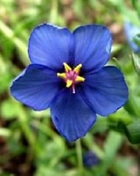 Blue Pimpernel Flower seeds for Planting Cut Flower Favorite, Heirloom & GMO Free Seeds for Home Garden seeds for planting