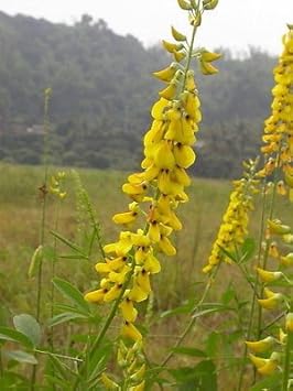 Yellow Smooth Rattlebox Flower seeds for Planting - Hardy Variety, Heirloom & GMO Free Seeds for Home Garden
 
 Sale seeds for home garden