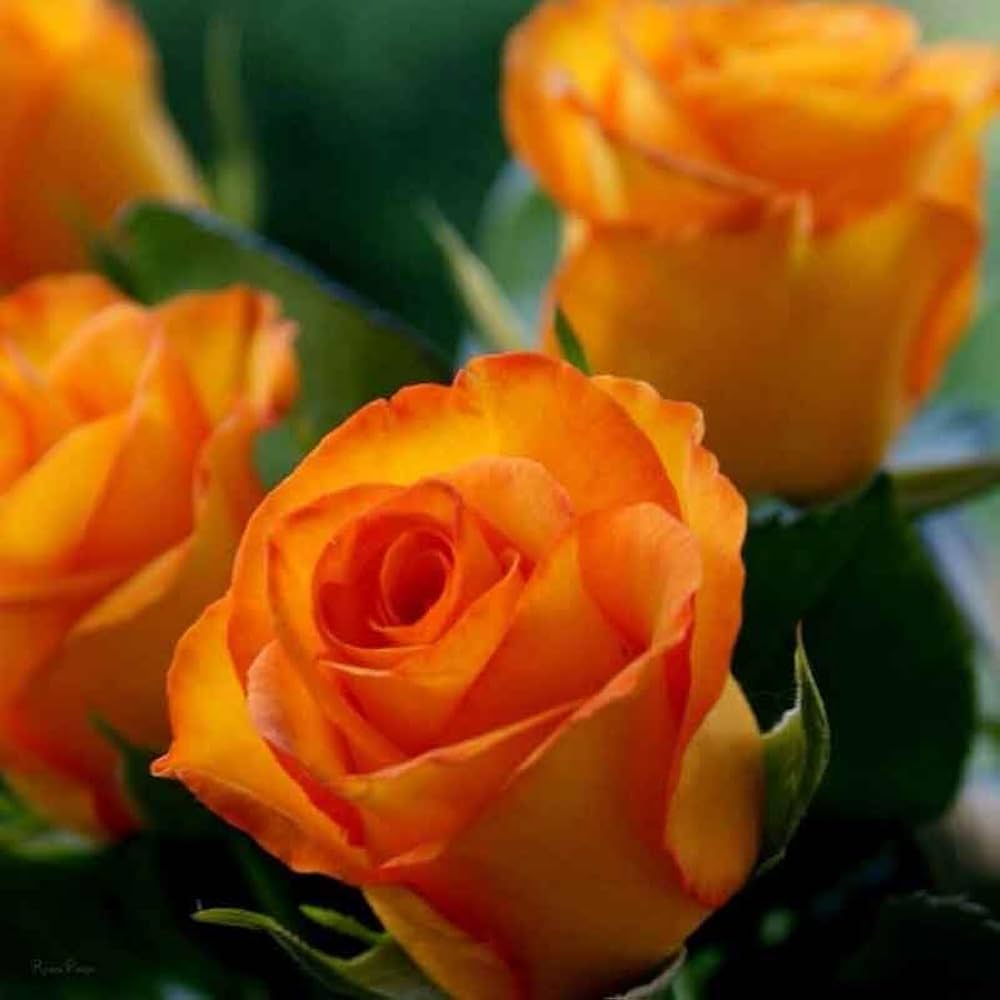 High quality Dark Orange Rose Flower seeds for Planting Vibrant Colors, Heirloom & GMO Free Seeds for Home Garden seeds pack