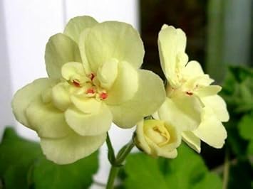 Premium Geranium Flower seeds for Planting Wildflower Mix, Heirloom & GMO Free Seeds for Home Garden seeds