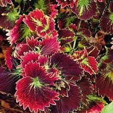 Coleus Flower seeds for Planting Compact Growth, Heirloom & GMO Free Seeds for Home Garden seeds for planting