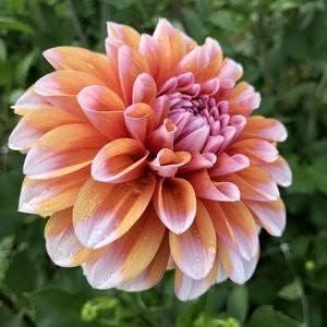Butterscotch Dahlia Flower seeds for Planting Sun Loving, Heirloom & GMO Free Seeds for Home Garden seeds for planting