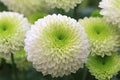 White Green Chrysanthemum Flower seeds for Planting Vibrant Colors, Heirloom & GMO Free Seeds for Home Garden seeds for planting