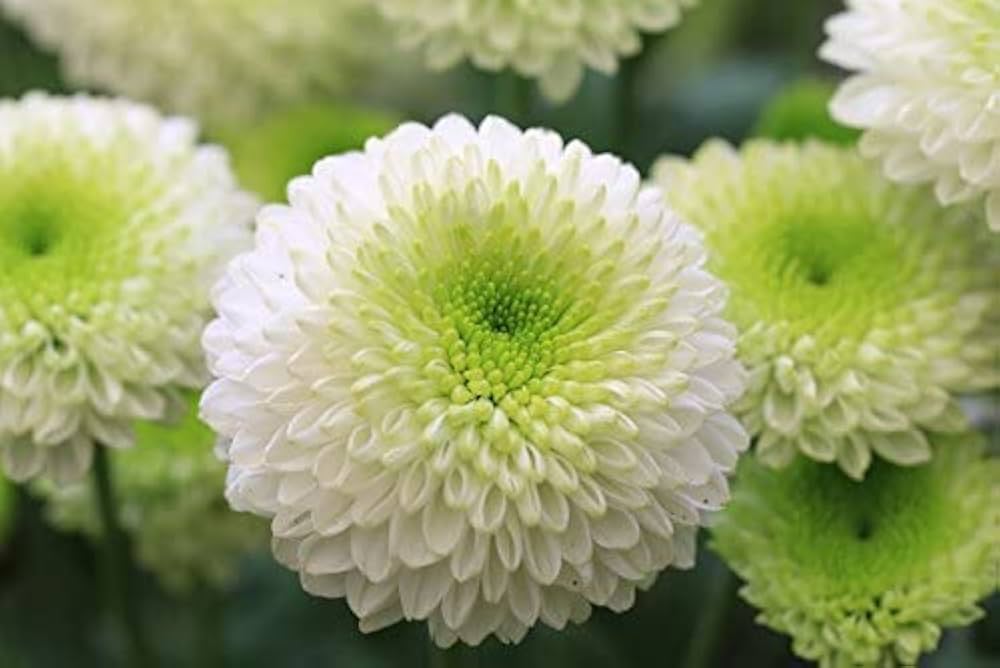 White Green Chrysanthemum Flower seeds for Planting Vibrant Colors, Heirloom & GMO Free Seeds for Home Garden seeds for planting
