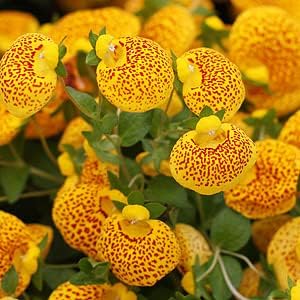 Yellow Red Calceolaria Flower seeds for Planting Colorful Display, Heirloom & GMO Free Seeds for Home Garden seeds for planting