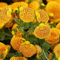 Yellow Red Calceolaria Flower seeds for Planting Colorful Display, Heirloom & GMO Free Seeds for Home Garden seeds for planting