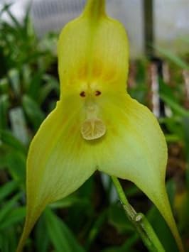 Premium Green Monkey Face Orchids Flower seeds for Planting Sun Loving, Heirloom & GMO Free Seeds for Home Garden Sale seeds
