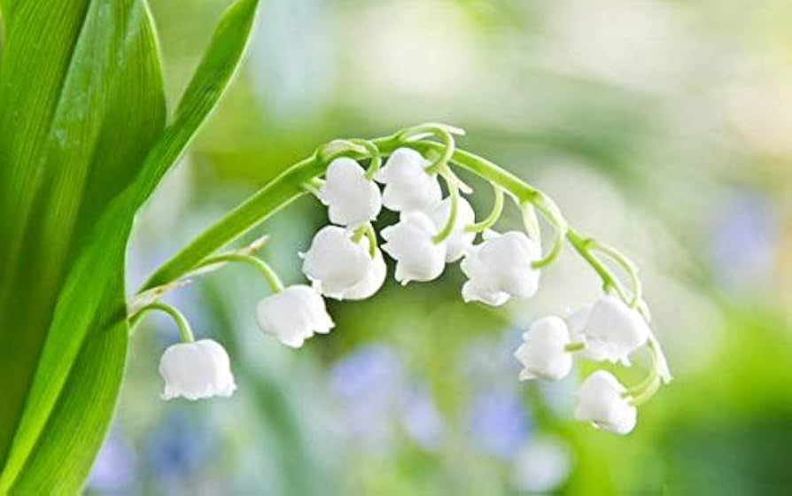 Bell Orchid Flower seeds for Planting Shade Tolerant, Heirloom & GMO Free Seeds for Home Garden vegetable and garden seeds