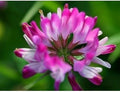 Pink Astragalus Sinicus Flower seeds for Planting Wildflower Mix, Heirloom & GMO Free Seeds for Home Garden seeds for planting