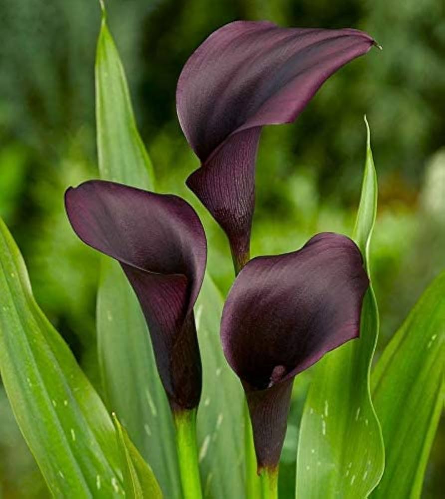 Black Calla Flower seeds for Planting Pollinator Friendly, Heirloom & GMO Free Seeds for Home Garden vegetable and garden seeds
