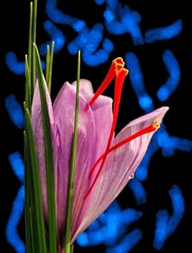 High quality Pink Crocus Flower seeds for Planting Bright Blooms, Heirloom & GMO Free Seeds for Home Garden seeds pack