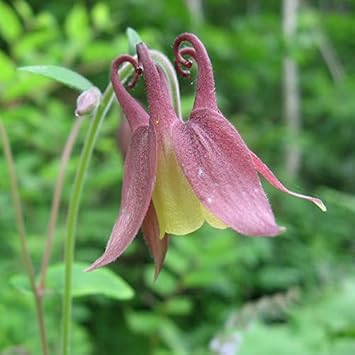 Buergeriana Flower seeds for Planting Fragrant Blossoms, Heirloom & GMO Free Seeds for Home Garden seeds for planting