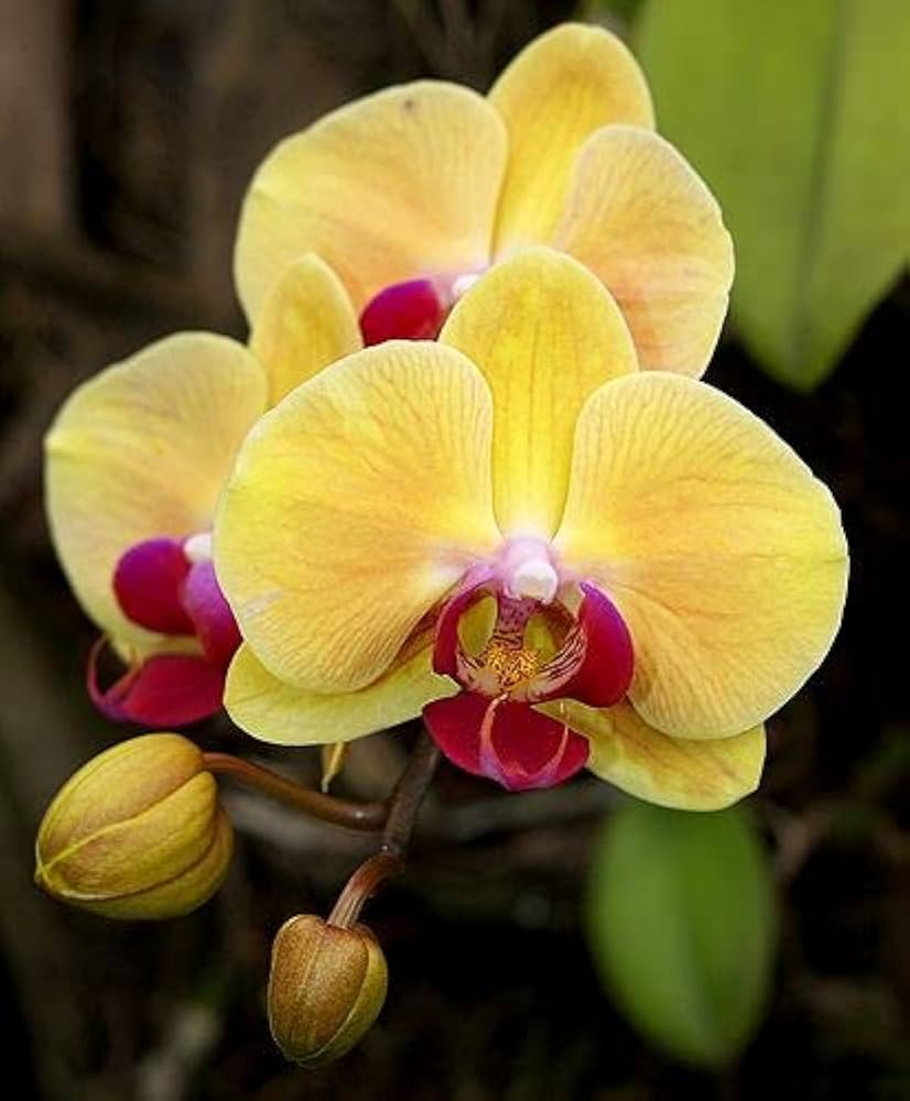 High quality Light Yellow Dendrobium Flower seeds for Planting Shade Tolerant, Heirloom & GMO Free Seeds for Home Garden seeds pack
