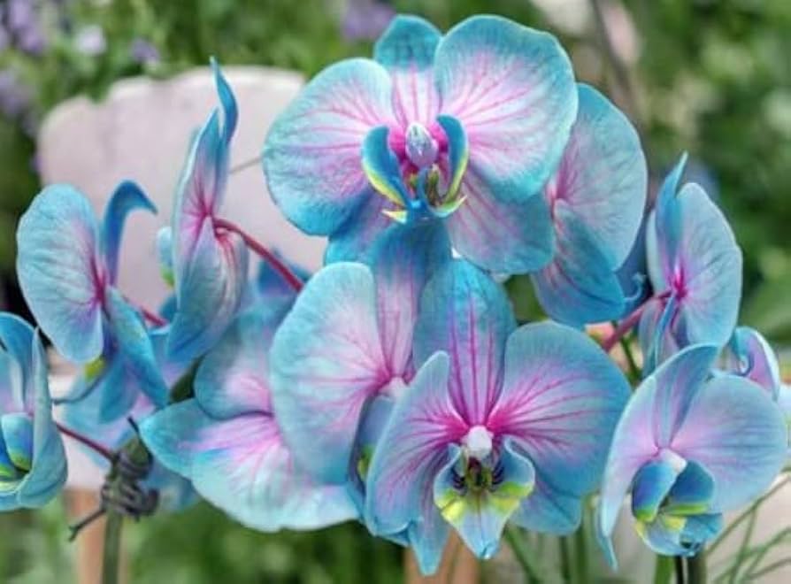 Blue Pink Butterfly Orchid Flower seeds for Planting Shade Tolerant, Heirloom & GMO Free Seeds for Home Garden vegetable and garden seeds