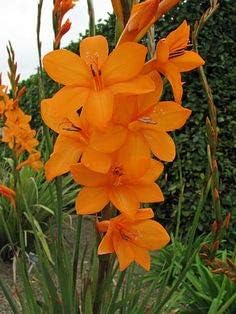 Bugle Lily Watsonia Pillansii Flower Seeds – Heirloom Non-GMO for Garden Planting
 
 Sale seeds for home garden