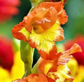 Gladiolus Yellow Orange Flower seeds for Planting Cut Flower Favorite, Heirloom & GMO Free Seeds for Home Garden seeds for planting