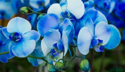 Butterfly Orchids Flower seeds for Planting Hardy Variety, Heirloom & GMO Free Seeds for Home Garden seeds for planting