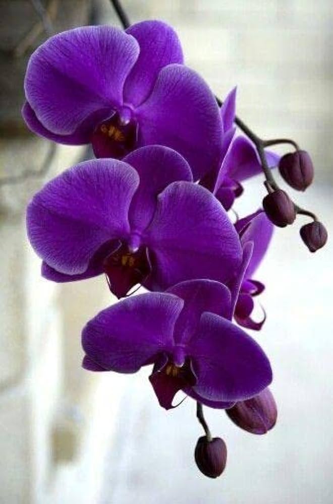 High quality Violet Butterfly Orchid Flower seeds for Planting Colorful Display, Heirloom & GMO Free Seeds for Home Garden seeds pack
