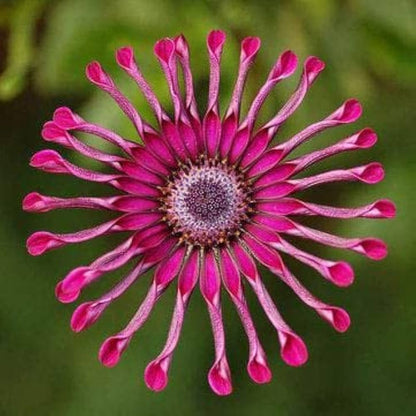 Osteospermum Flower seeds for Planting Garden Favorite Heirloom & GMO Free Seeds for Home Garden